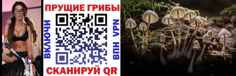 цена наркотик  Северск  Псилоцибиновые грибы Cubensis 